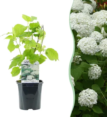 Image de Green boutiQ - Hortensia à panicule - Hydrangea arborescens Annabelle - Fleurs blanches - 1 plante - Caduque - Grandes fleurs - Pot de 17 cm - Hauteur 50 cm