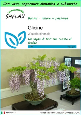 Immagine prodotto di SAFLAX Garden to go - Glicine - 4 semi - Wisteria