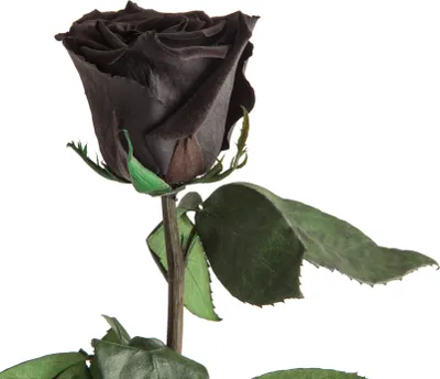 Produktbild von Rosemarie Schulz Ewige Rose konserviert Schwarz, 45–50 cm