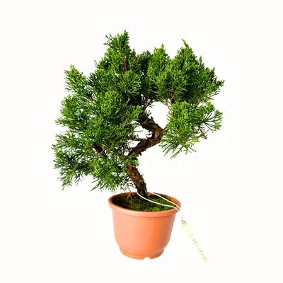 Zdjęcie produktu dla Bonsai jałowiec - Juniperus chinensis Kishu z Japonii, doniczka 12 cm