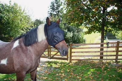 Produktbild von Fliegenschutzmaske Warmblut mit Ohrenaussparung