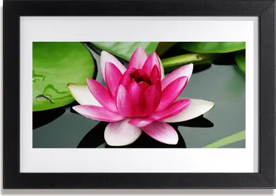 Produktbild von Bild 30x20 MDF-Rahmen Wandkunst Natur Blume Pflanze