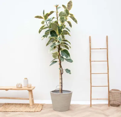 Obrázok produktu pre Gumovník - Ficus Tineke na kmeni - izbová rastlina - 220cm - ø30cm