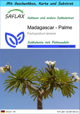 Produktbild von SAFLAX - Geschenk Set - Kakteen - Madagascar - Palme - 10 Samen - Mit Geschenk- / Versandbox, Versandaufkleber, Geschenkkarte und Anzuchtsubstrat - Pachypodium lamerei