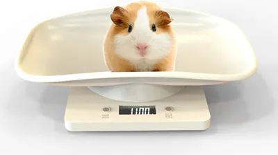 Produktbild von Digital-Haustier-Skala Tierwaage mit LCD-Display, 4 Gewichtsmodi (oz/ml/lb/g) fš¹r Haustiere und Kš¹che zur Messung von kleinen Katzen, Hunden, Futter, Kapazit?t bis zu 10 kg