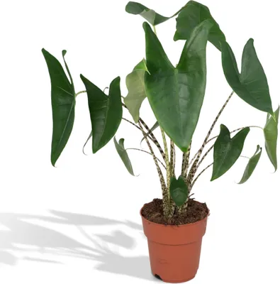Produktbild von Meergroothandel Alocasia Zebrina (Elefantenohr) - 75 cm, Ø19 cm