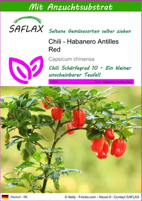 Produktbild von SAFLAX - Chili - Habanero Antilles Red - Capsicum chinense - 10 Samen - Mit keimfreiem Anzuchtsubstrat