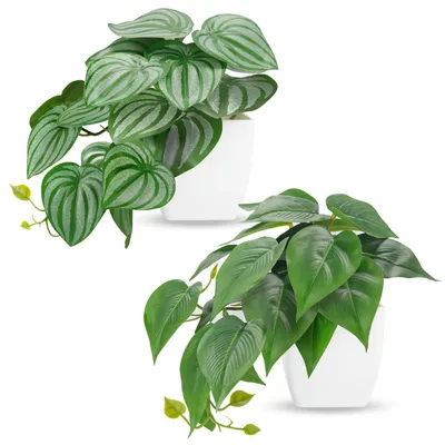 Image de Elzusha - Ensemble de 6 petites plantes décoratives d'intérieur
