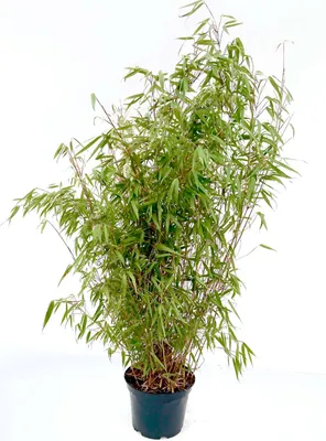 Immagine prodotto di Bambù Fargesia rufa, vaso da 7,5 litri, altezza 80–100 cm