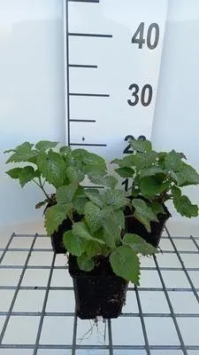 Produktbild von 6 x  Lamium orvala - Taubnessel - Topf 9 x 9 cm
