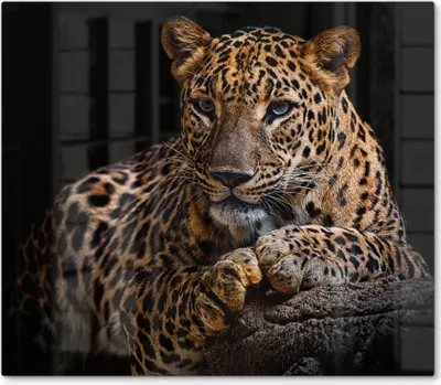 Produktbild von DEQORI Herdabdeckplatte Glas 1-tlg 'Liegender Leopard' Herd Abdeckung Küche