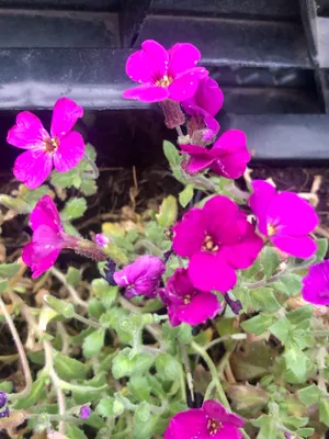 Image de 6 x Aubrieta hybr. 'Cascade Red' - Coussin bleu en pot de 9 x 9 cm