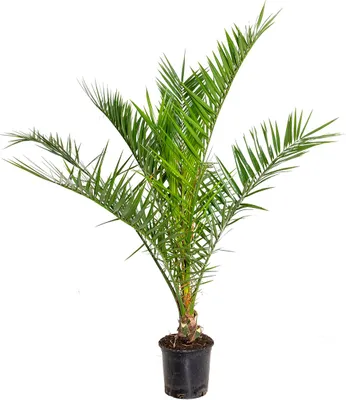 Produktbild von Bloomique - Phoenix Canariensis - Kanarische Dattelpalme - Palme - Balkonpflanzen Winterhart - Höhe 80-100 cm - Topf 19 cm