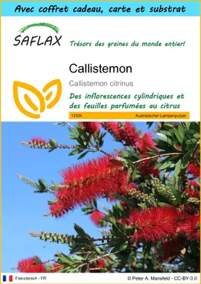 Image de SAFLAX Ensemble-cadeau - Callistemon - 400 graines - Callistemon