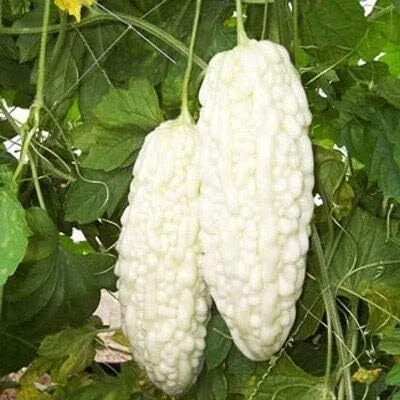 Obrázok produktu pre Čínsky horký melón biele perlové semená pre domácu záhradu 10+ kusov