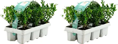 Zdjęcie produktu dla Bloomique - Zestaw 12 szt. - Ilex Crenata Jenny - Ostrokrzew japoński - Zimozielony - Mrozoodporny - Kompaktowy - Wysokość 10-20 cm - Bryły korzeniowe 6 cm