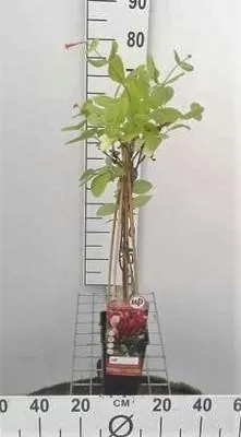 Zdjęcie produktu dla Lonicera jap. 'Red World' - Kozibród japoński 'Red World' 50-60 cm | doniczka