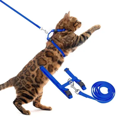 Produktbild von Katzengeschirr mit Leine Blau Größe M