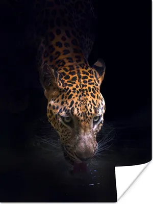 Produktbild von MuchoWow® Poster Trinkender Jaguar 90x120 cm - Wohnzimmer