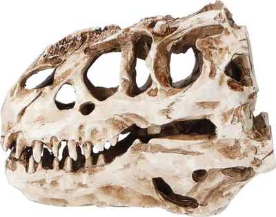 Obrázek produktu pro Resin Dinosaur lebka Osobnost Zvířecí kostra Ozdoby Rekvizity Halloween Collection Craft Decor