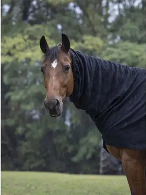 A horse wearing a black blanket in a field with trees in the background.