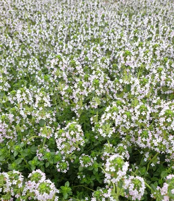 Produktbild von BALDUR Garten 3x Bodendecker Zitronenthymian, Pflanzen im 9x9 cm-Topf, Thymus citriodorus aureus, Polsterthymian, Thymian Pflanzen, blühende winterharte Staude, trockenresistent, mehrjährig