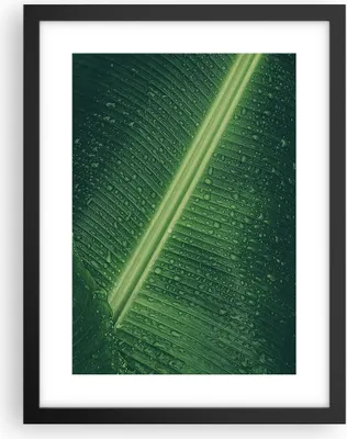 Produktbild von Gerahmtes Poster - Schwarzer Rahmen - Makro Blatt Tropfen - 30x40 cm - Wand Bild - Wanddeko - Wandbilder - Kunstposter - Wandposter - Bilderrahmen - Bilder - Kunstdruck - P2BPA30x40-4372