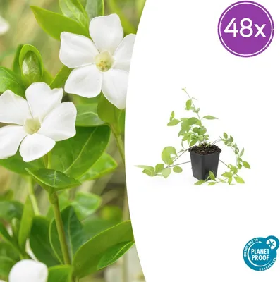 Image de Vinca major 'Alba' | 48 pièces - 10-25cm - Ø9cm - Plante de jardin