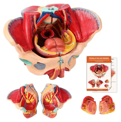 Weibliches Beckenmodell, 4-teilig, abnehmbare Organe, 28,5 x 21 x 13 cm
