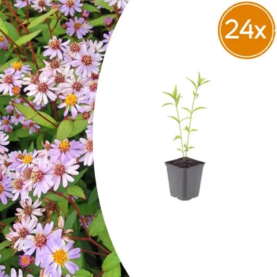 Immagine prodotto di Kalimeris incisa 'Blue Star' | 24 pezzi - 10-25cm - Ø9cm - Pianta da giardino