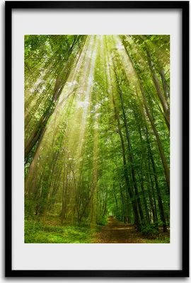 Produktbild von Bild - Bilderrahmen - 40 cm x 60 cm - MDF - Rahmen - Wandkunst - Pfad im Wald