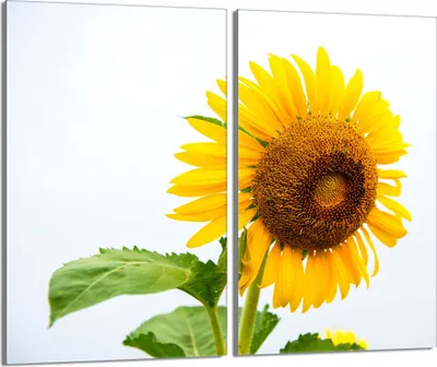 Produktbild von Glasschutzplatte für den Herd 2x30x52 Flower