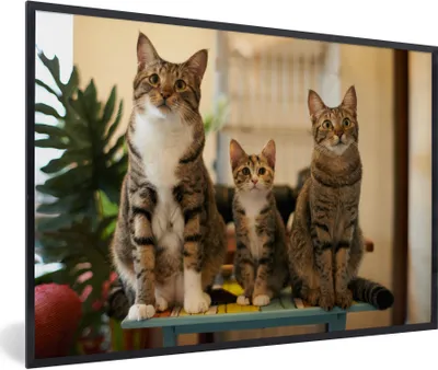 Produktbild von MuchoWow® MuchoWow® Gerahmtes Poster Drei Katzen auf kleinem Tisch 60x40 cm - Poster mit zchwarzem Bilderrahmen - Printing - Wanddeko Schlafzimmer