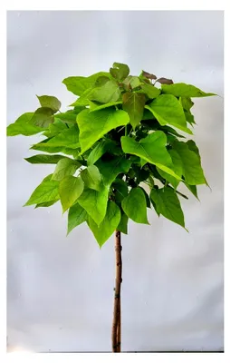 Produktbild von Kugel-Trompetenbaum Catlapa bignonioides 'Nana' Stammhöhe 80-100 cm winterhart Freilandaufzucht