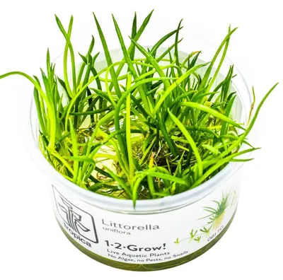 Produktbild von Aquarium Pflanze Littorella uniflora Tropica Nr.081 TC in Vitro