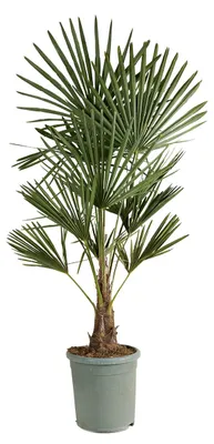 Produktbild von Bloomique - Trachycarpus Fortunei - Chinesische Hanfpalme - Winterharte Palme - Gartenpflanzen - 120-150 cm Hoch - Topf 30 cm
