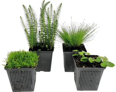Produktbild von Sauerstoffpflanzen Teichpflanzen Set FloraSelf für 250 L Teich