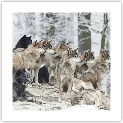 Produktbild von Poster - Poster ohne Rahmen - Rudel Wölfe Winter - 40x40 cm - Wand Bild - Wanddeko - Wandbilder - Kunstposter - Wandposter - Bilder - Kunstdruck - Wanddekoration - Wandbild - P2XAC40x40-4357