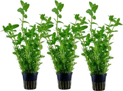 Produktbild von Aquarium Pflanze 3 Stück Bacopa caroliniana AquaOne Nr.343 Wasserpflanzen Set