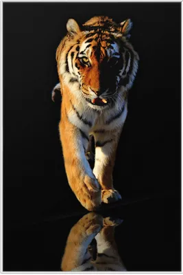 Produktbild von Wallario Wandbild Laufender Tiger, Größe: 61 x 91,50 cm, Poster mit weißem Aluminiumrahmen