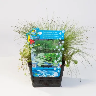 Productafbeelding van Moerings Mix Zuurstofplanten | In 18CM Mand