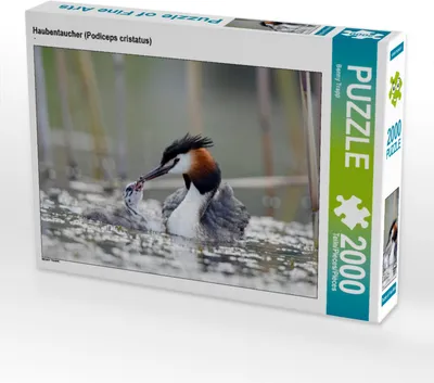 Produktbild von CALVENDO Puzzle Haubentaucher (Podiceps cristatus) 2000 Teile Puzzle quer | 2000 Teile Lege-Größe 90x67cm Foto-Puzzle für glückliche Stunden