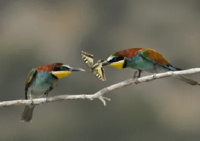 Produktbild von 3 D Ansichtskarte Bienenfresser Balz, Postkarte Wackelkarte Hologrammkarte, Tier Vögel
