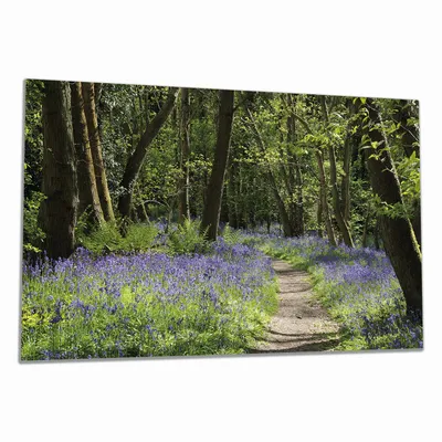Produktbild von Wallario Herdabdeckplatte aus Glas, Größe 90 x 52 cm 1-teilig, Motiv Wiese voller blauer Hasenglöckchen im Wald