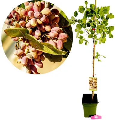 Obrázok produktu pre Pistacia vera 'Kerman', samica, pistáciový strom, výška 100 cm, 5 l kvetináč