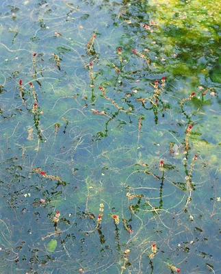 Produktbild von Myriophyllum spicatum, Tausendblatt, ca. 9x9 cm Topf