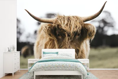 Produktbild von MuchoWow® Fototapete für Wohnzimmer oder Schlafzimmer Wandtapete Vinyl Motivtapete Schottischer Highlander - Porträt - 450x300 cm - Gemusterte