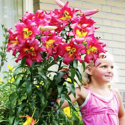 Produktbild von Baumlilie Lilium Hybride Lilien Lilienzwiebeln Baumlilie Riesenlilie Rosa 1 St.