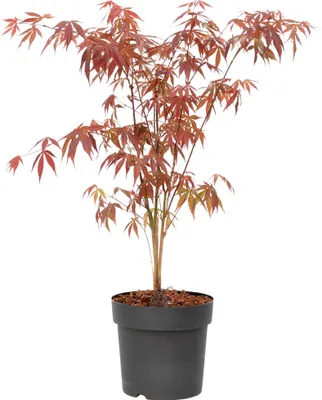 Zdjęcie produktu dla Klon japoński - Acer palmatum 'Atropurpureum' - Wysokość 60-70cm - ⌀19cm
