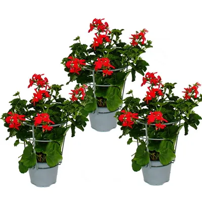 Produktbild von Französische Geranien hängend Pelargonium peltatum Ville de Paris 12cm Topf Set mit 3 Pflanzen Rot